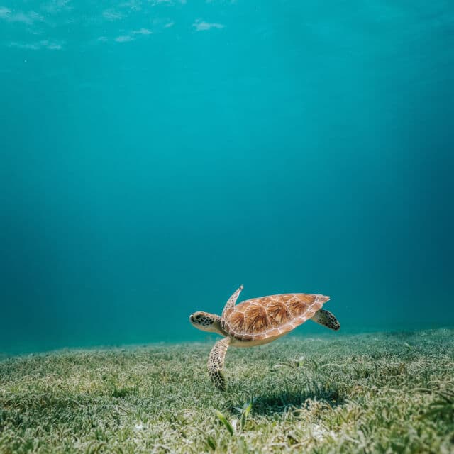 tortoise in the ocean